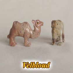 Velbloud