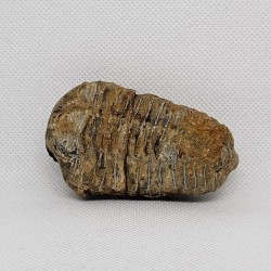 Trilobit Calymene